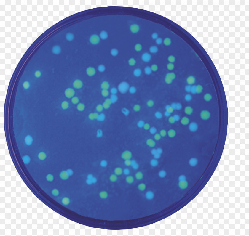 Shigatoxigenic And Verotoxigenic Escherichia Coli Green Fluorescent Protein Transformation E. Fluorescence Blue PNG