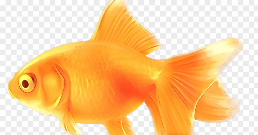 Animal Figure Cyprinidae Fish Cartoon PNG