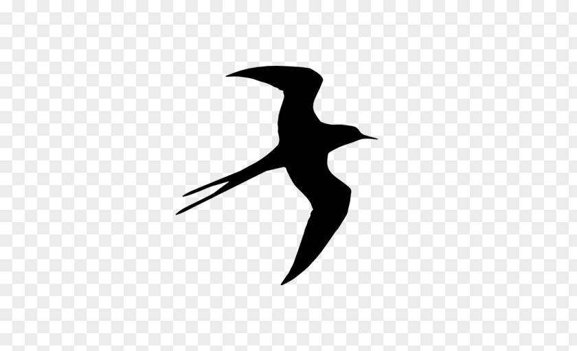 Bird Barn Swallow Freee K.K. Beak PNG