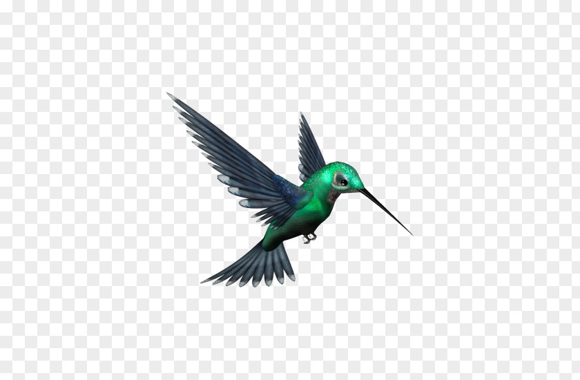 Bird Hummingbird White-booted Racket-tail Clip Art PNG