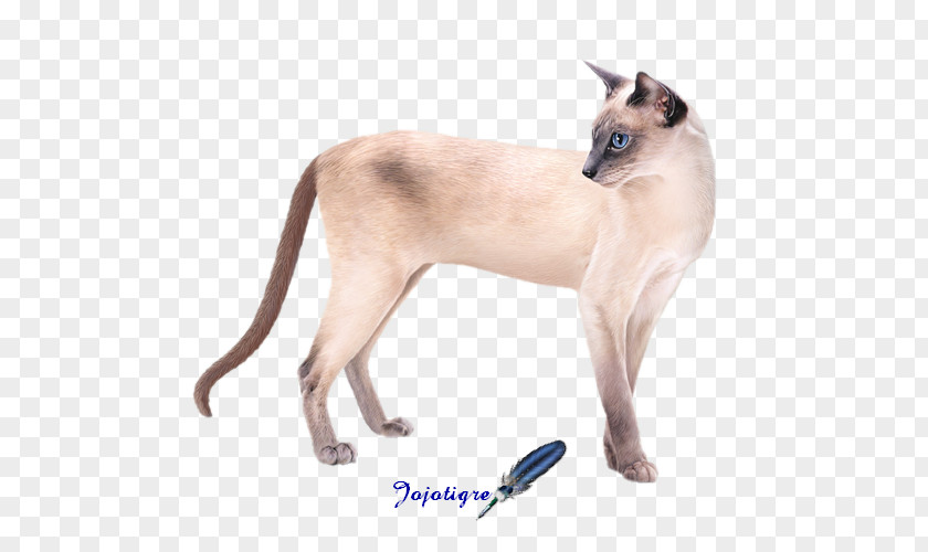 Chat Log Siamese Cat Centerblog Breed PNG