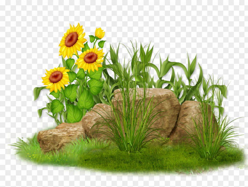 Flower Grasses Flowerpot Family PNG