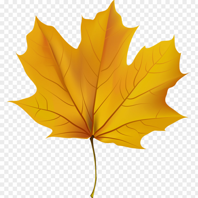 Leaves Clip Art Image Drawing Autumn Leaf Color PNG