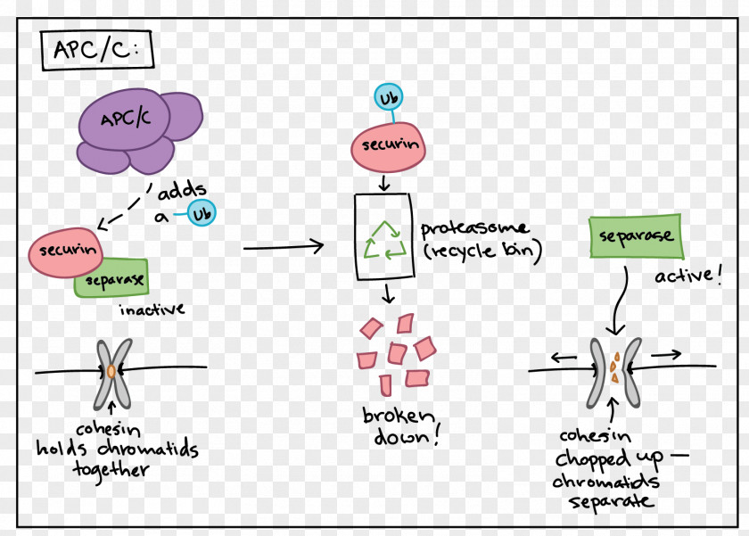 Magnified Cancer Cell Cartoon Anaphase-promoting Complex Securin Maturation Promoting Factor Mitosis PNG