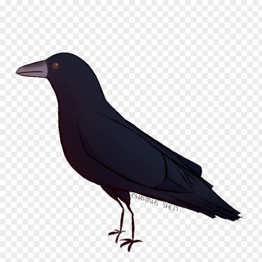 Rook American Crow New Caledonian Common Raven PNG