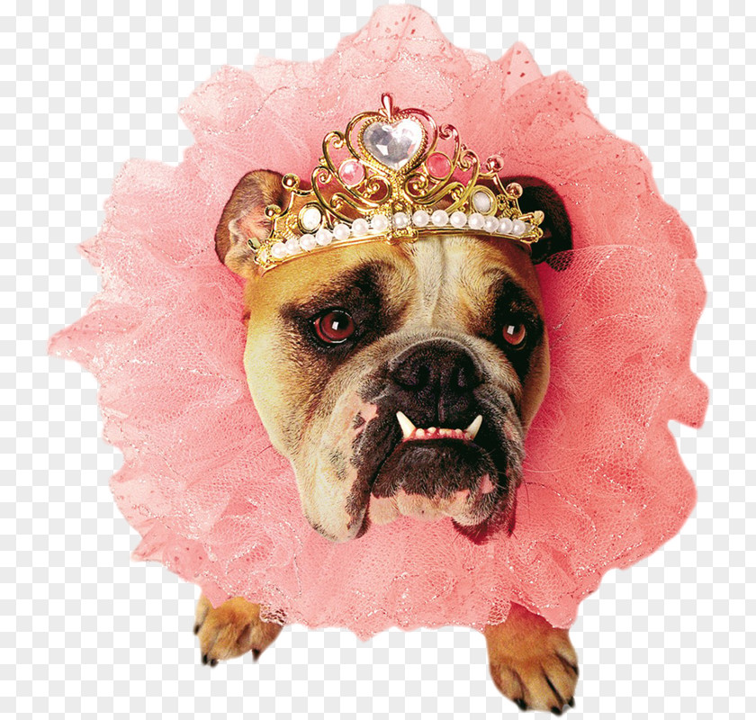 Vestidos De Animales Bulldog Puppy Zelda Queen Pet Costume PNG