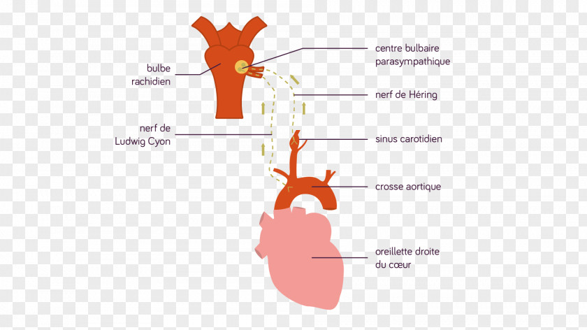 Baroreceptor Aorta Presio Arterial Aortic Arch Artery PNG