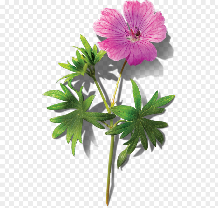 Bouquet Of Pink Flowers Flower PNG