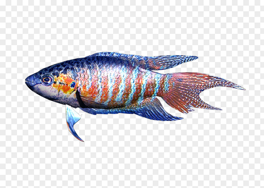 One Fish Two Marine Biology Fauna PNG