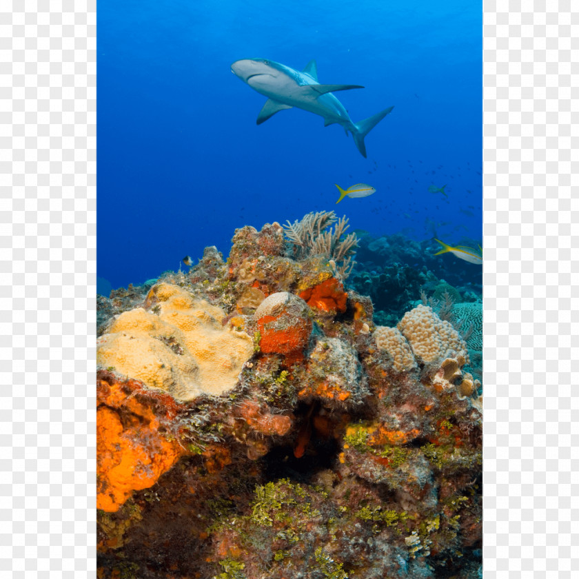 Shark Coral Reef Fish Caribbean PNG