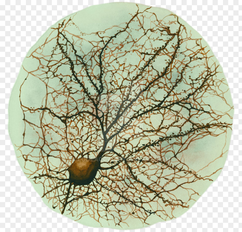 Brain Watercolor Neuron Drawing Hippocampus Neuroscience Painting PNG