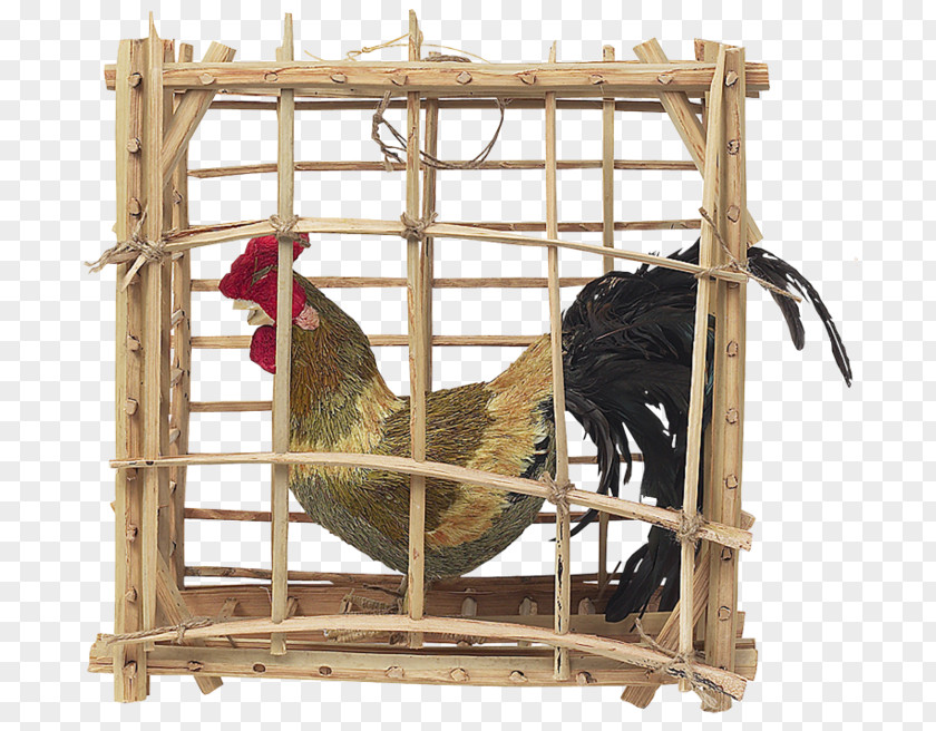 Chicken Rooster Cage Hen Kifaranga PNG