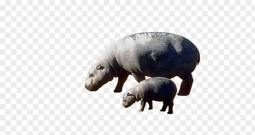 Size Hippo Pygmy Hippopotamus The PNG