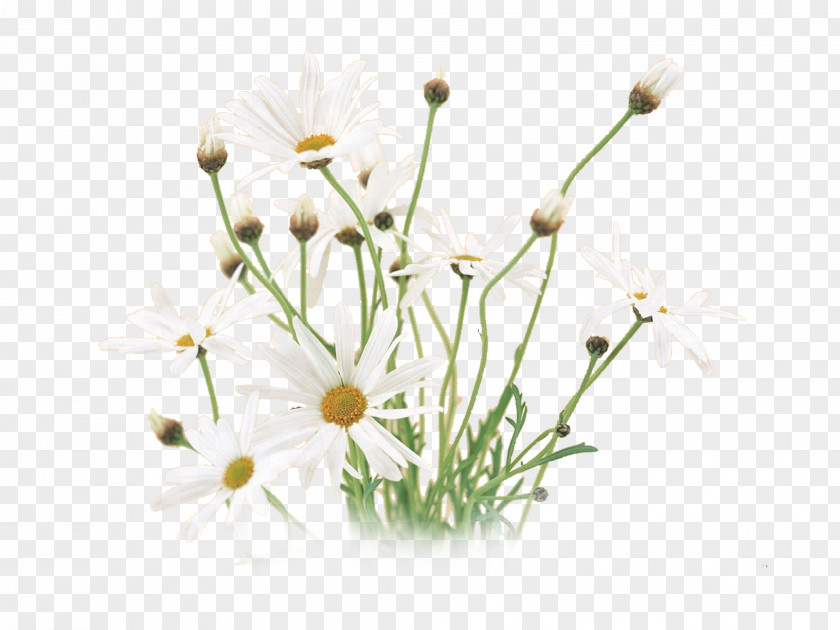 White Green Desktop Wallpaper Flower Matricaria Floral Design PNG