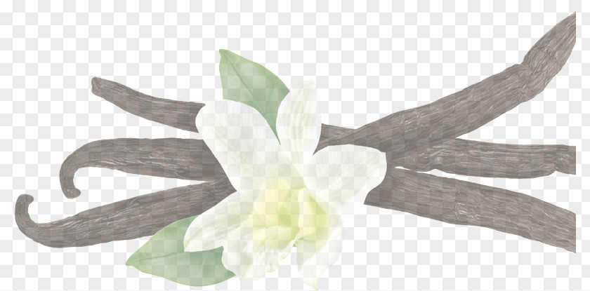 Amaryllis Family Belladonna White Flower Plant Petal Dendrobium PNG