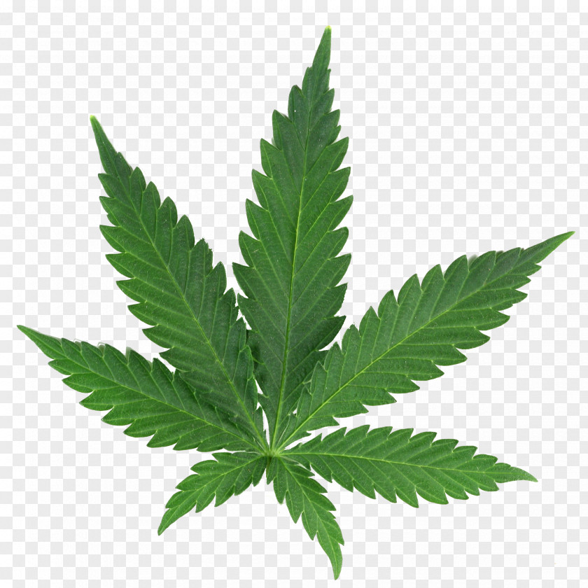 Cannabis Medical Cup Shop PNG