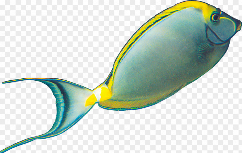 Fish Download PNG