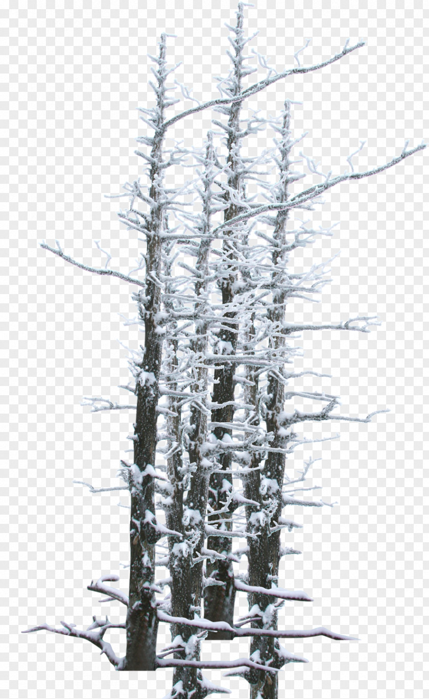 Winter Snow Branches Theme Poster Tree Twig PNG