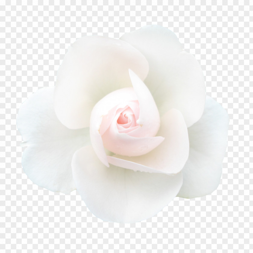 Creative Abstract Flowers Hand-painted Garden Roses White Petal PNG