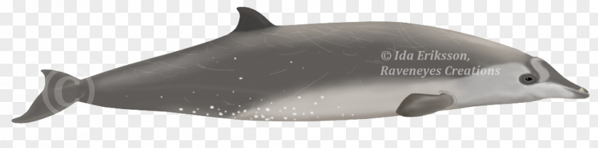 Dolphin Cetacea Porpoise Whale Fish PNG