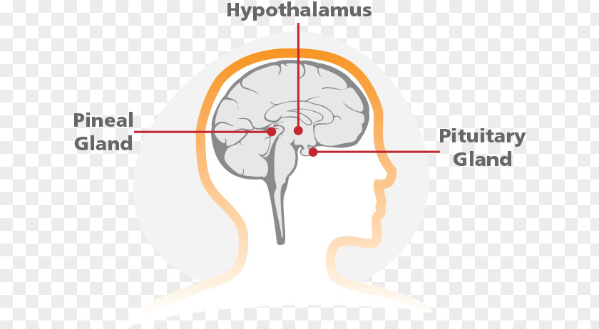 Pituitary Gland Ear Human Behavior Organism Homo Sapiens PNG