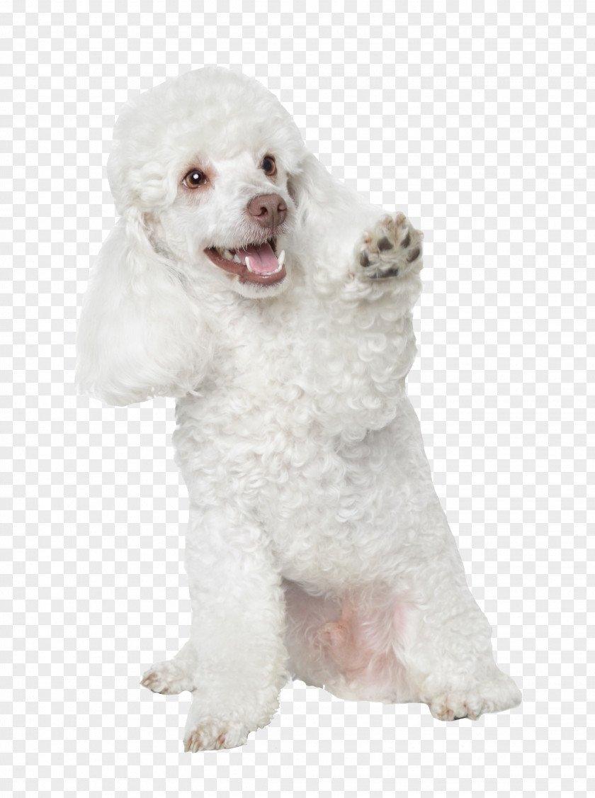 Puppy Toy Poodle Miniature Standard PNG