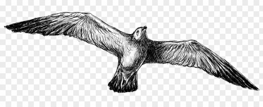 Bird Bald Eagle Beak Vulture Sketch PNG