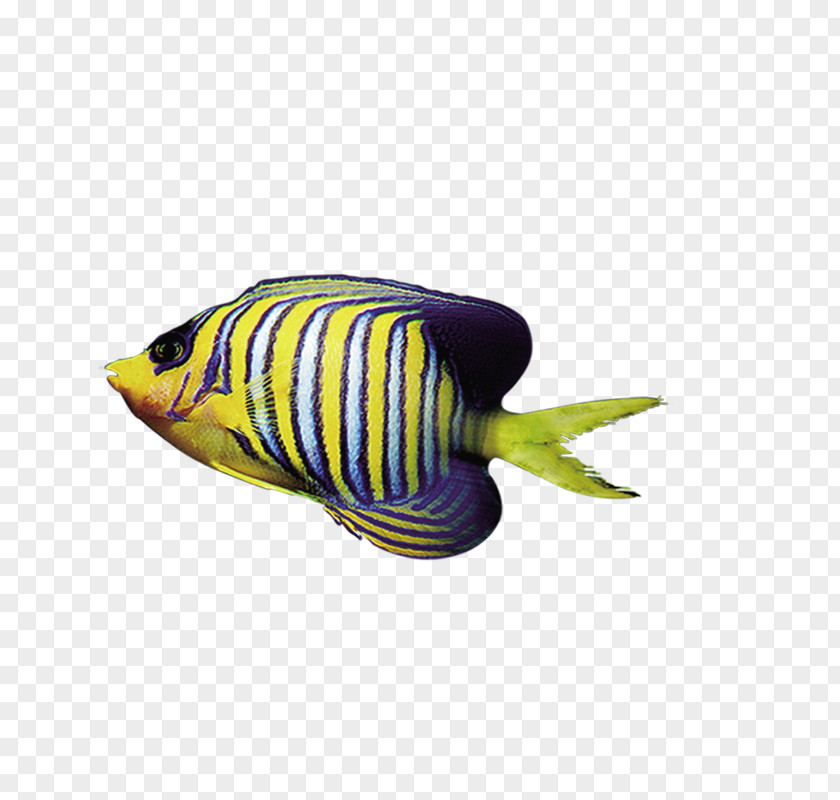 Fish Marine Animals Tropical PNG