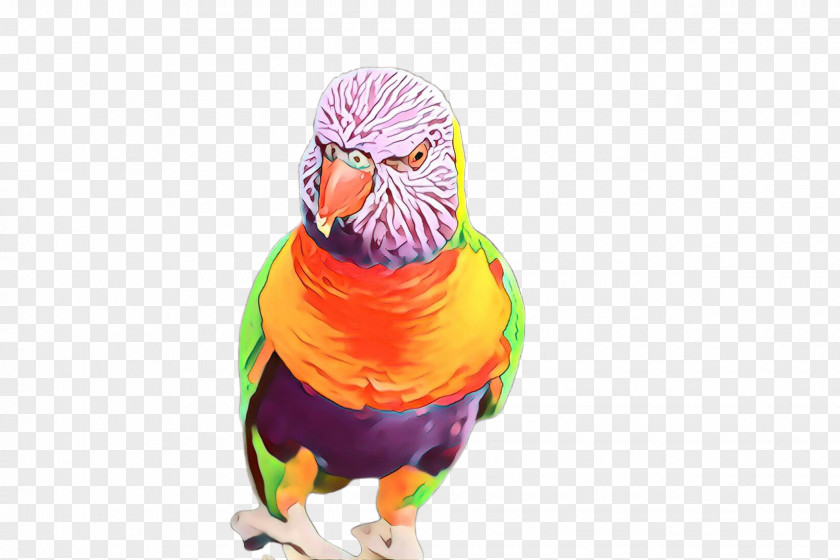 Lorikeet Lovebird Feather PNG