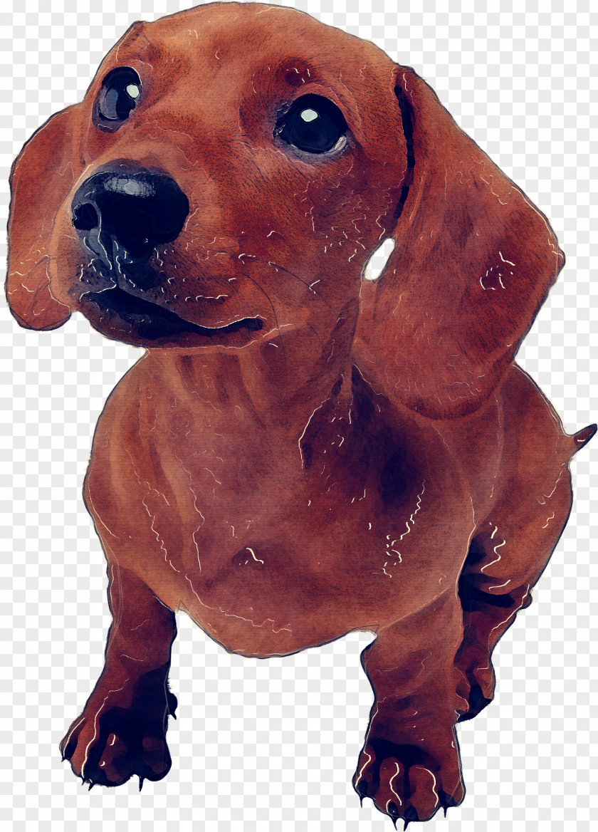 Sporting Group Hound Dog Breed Dachshund Snout PNG