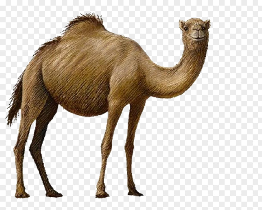 Camel Bactrian Clip Art PNG