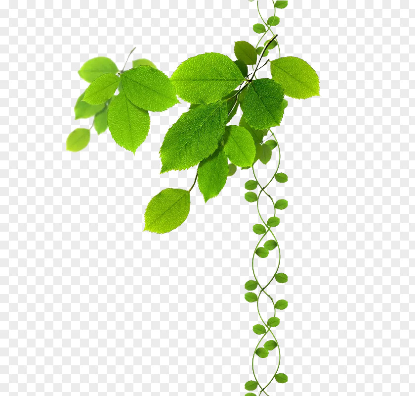 Green Plants Branch Clip Art Image Leaf PNG