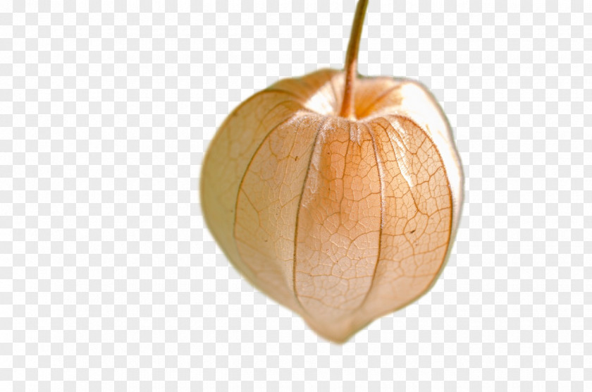 Squash Winter Gourd 0jc Fruit PNG