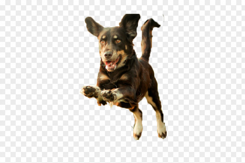Running Puppy Dog Runs PNG