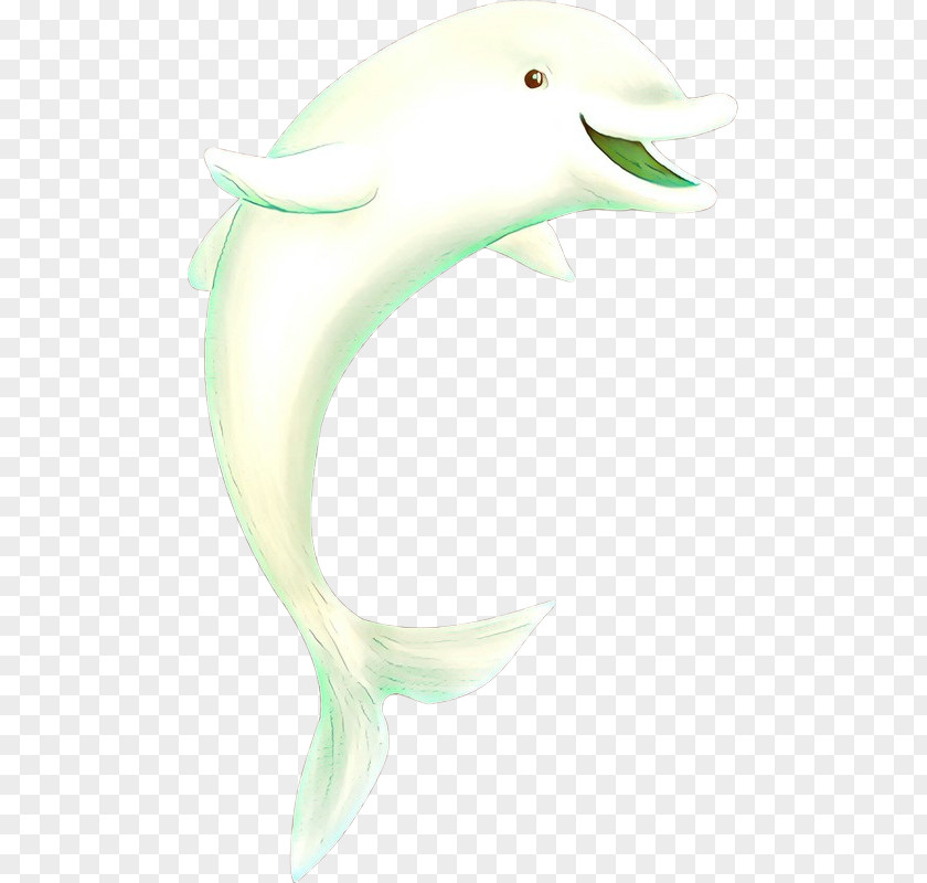 Bottlenose Dolphin Fin Cetacea Fish PNG