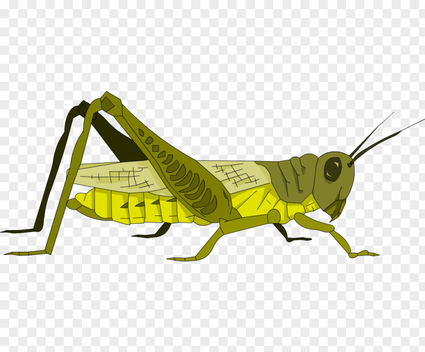 Grasshopper Locust Great Green Bush-cricket Caelifera PNG