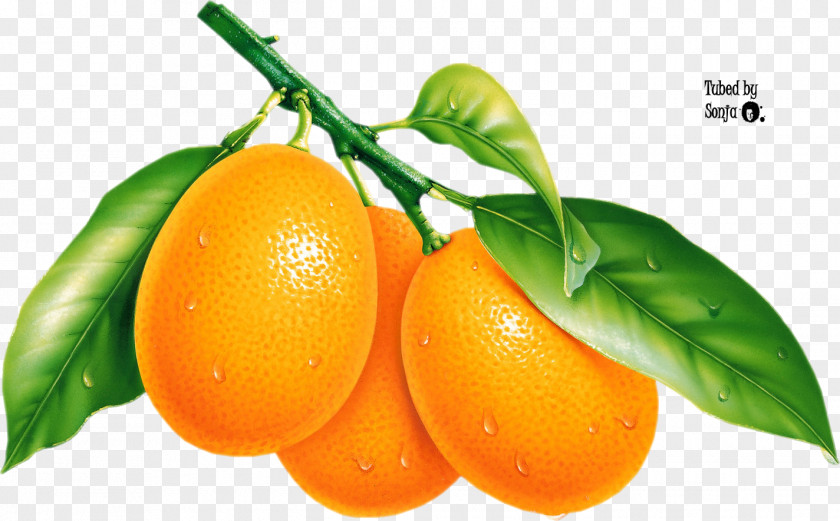 Mango Pomelo Mandarin Orange Tangerine PNG