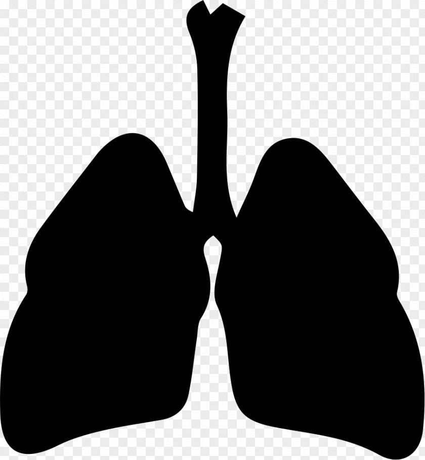 Respiratory Tract Cdr Clip Art PNG