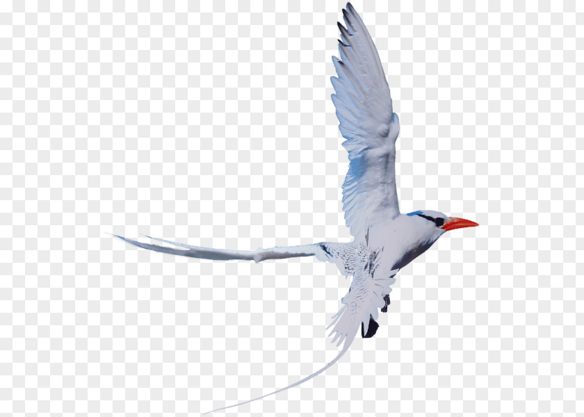 Wader Seabird Fauna Beak Sky Plc PNG