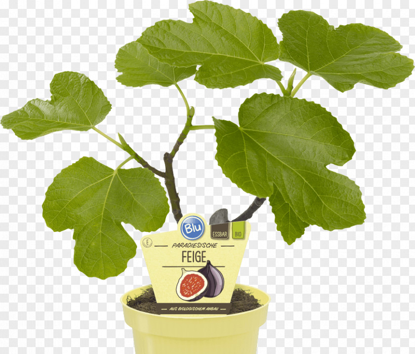 Feige Common Fig Houseplant OBI Weeping Embryophyta PNG