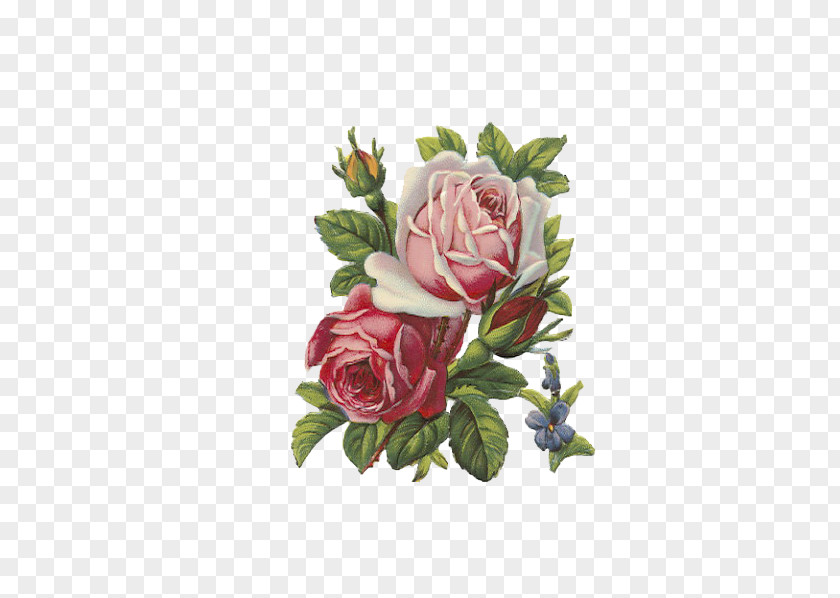 Fresh Roses Rose Flower Apron Clip Art PNG