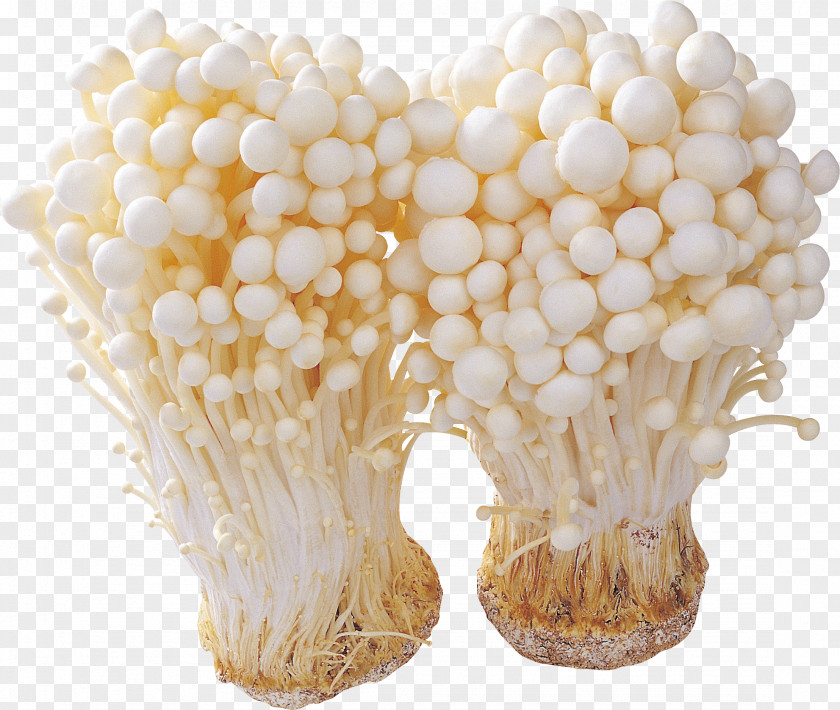 Mushroom Ingredient Fungus Enokitake PNG
