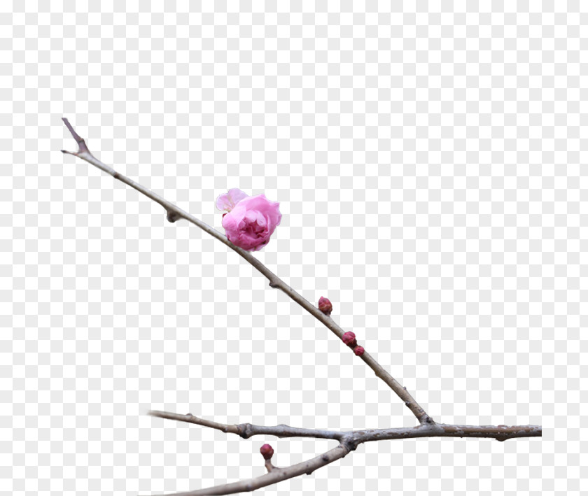 Plum Creative Blossom PNG