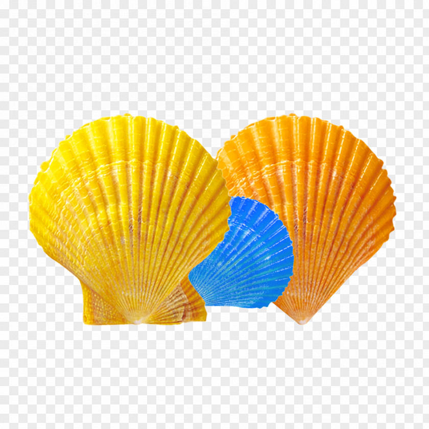 Seaside Shell Material Seashell PNG