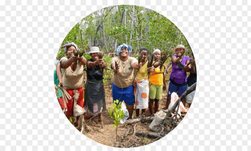 Tree Eden Reforestation Projects Madagascar Deforestation PNG
