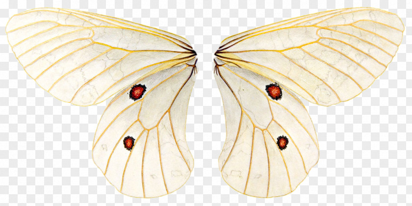 Butterfly PNG