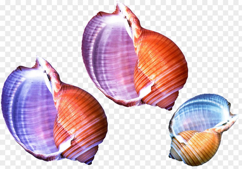 Color Shell Material Seashell Shellfish Conch Sea Snail PNG