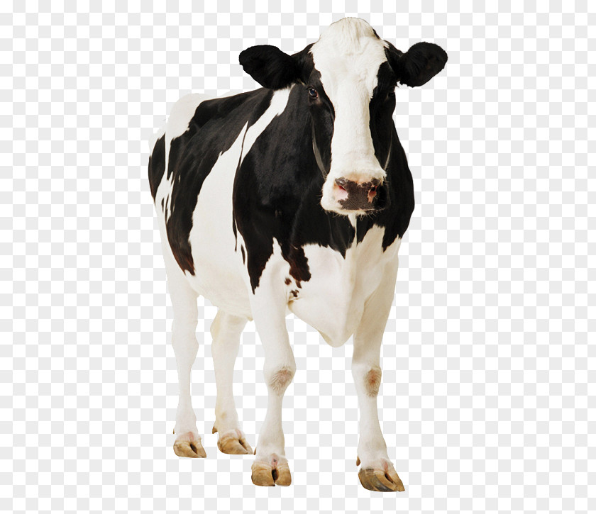 Cow Black And White Holstein Friesian Cattle Standee Cardboard Poster Paperboard PNG