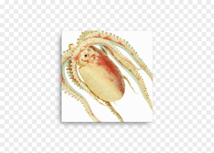 Crab Dungeness Forio Giclée PNG