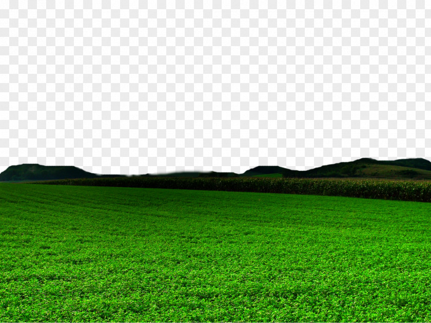 Nature Free Image Lawn Green Grasses Grassland Wallpaper PNG